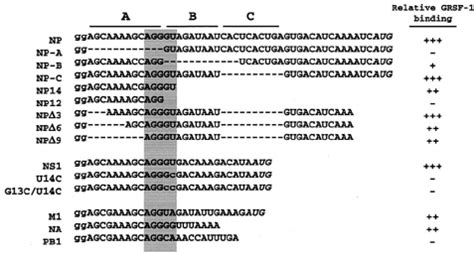 Diagram Of Wild Type And N Terminal Deletion Mutant Gst Grsf