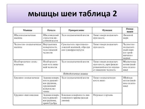 Мышцы Головы И Шеи Таблица С Фотографиями Фото Картинки