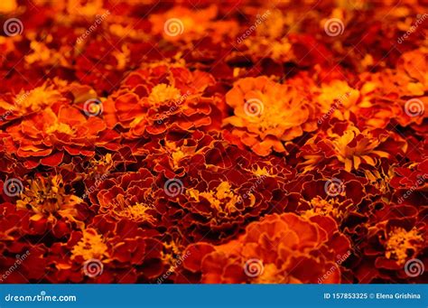 Fondo Floral De Flores De CalÃndula Tagetes Erecta Mexicana Azteca O