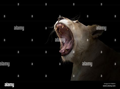 Female African White Lion Resting Hi Res Stock Photography And Images