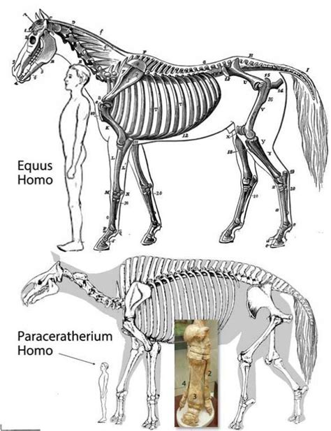 Paraceratherium and the megafauna age | Ark Survival Evolved Amino