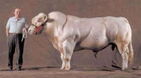 Super Mutant Cow On Steroids For Those Who Have Never Seen A Belgian