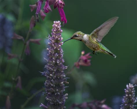 How to Welcome Hummingbirds to Your Garden - Clearview Garden Shop