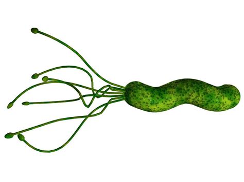 H Pylori: 10 H Pylori Symptoms