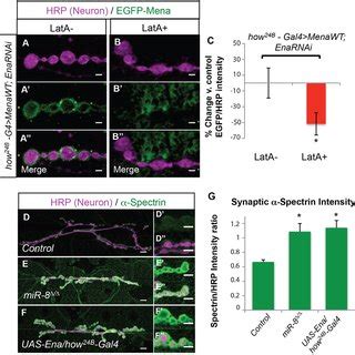 Disruption Of Actin Polymers Reduces Synaptic Localization Of Mena And