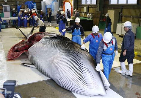 Le Prime Balene Cacciate In Giappone Per Scopi Commerciali Dopo Anni