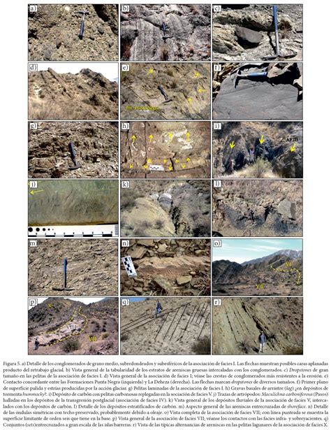 Caracterizaci N Estratigr Fica Paleoambiental Y Biocronol Gica De La