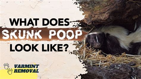 What Does Skunk Poop Look Like Identifying Skunk Feces Youtube