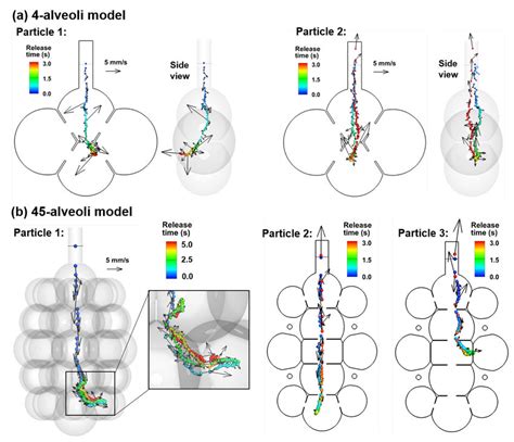 Particle Trajectories In Rhythmically Expandingcontracting