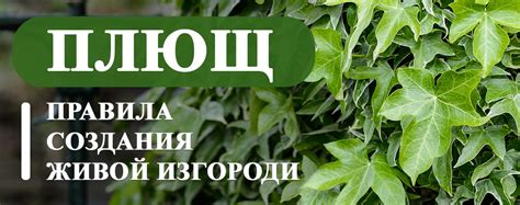 Ох и красиво! Правила создания живой изгороди из плюща: от выбора ...