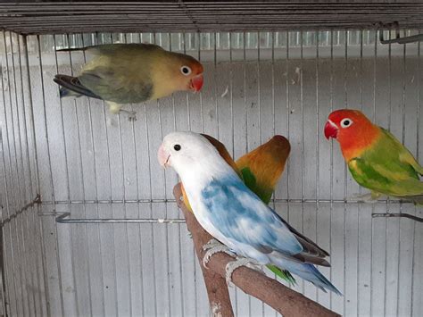 African Lovebirds Breeding Information