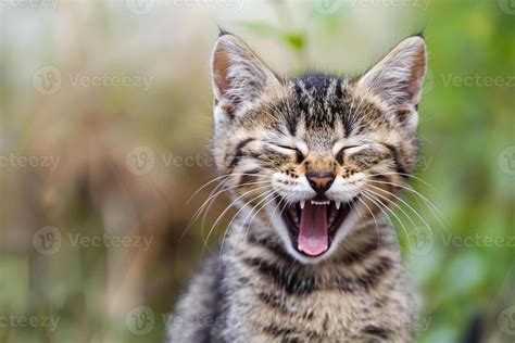 Laughing Cat Stock Photos, Images and Backgrounds for Free Download