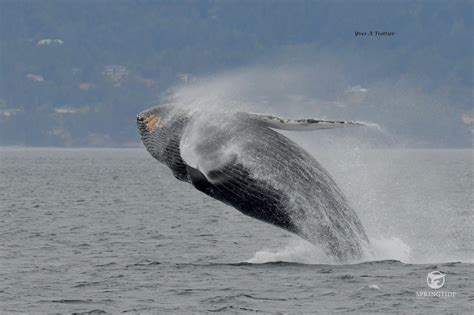 Why Do Whales Jump? – Springtide Whale Watching