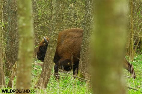 Bison Safari in the Białowieża Forest, Apr 2017 – Wild Poland