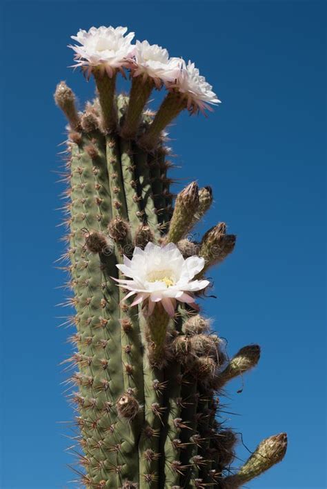 White Flowering Cactus In A Garden Stock Photo Image Of Jill Desert