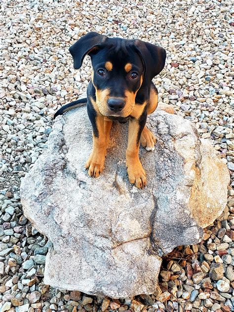 Boxer Rottweiler Lab Mix