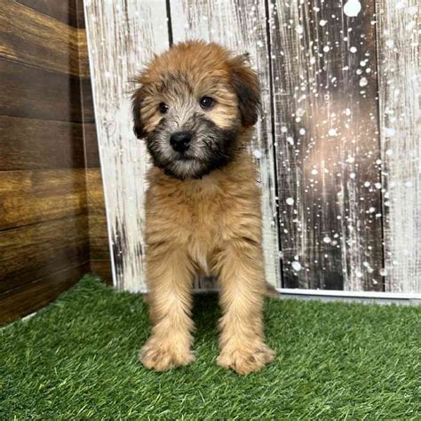 Soft Coated Wheaten Terrier For Sale Pet Express Saugus