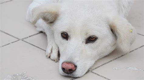 Canaan Dog Breed Information And Characteristics