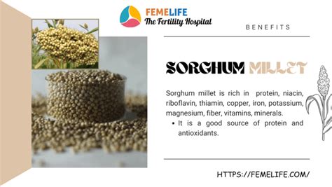 Benefits of eating Sorghum millet - IVF Cost in Chennai