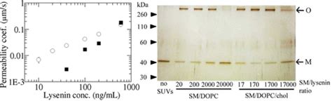 The Single Giant Unilamellar Vesicle Method Reveals Lysenin Induced Pore Formation In Lipid