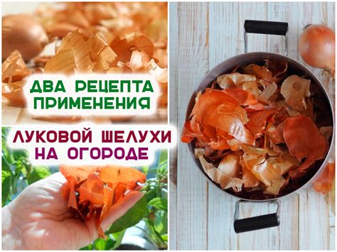 Луковая шелуха – не выбрасываем в мусор, а с пользой применяем на огороде