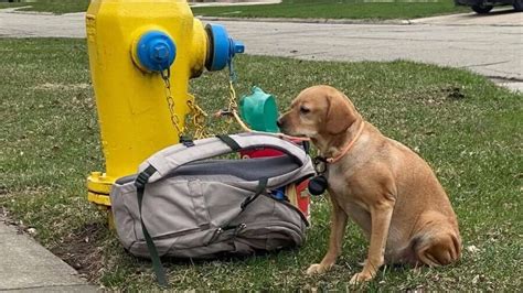 Un chien abandonné avec ses jouets et une note de son maître