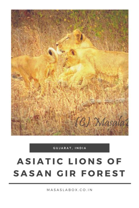 Asiatic Lions of The Sasan Gir Forest | A MUST VISIT FOREST