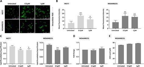 DEHP exposure and Oxidative stress. A) Confocal microscopy images ...