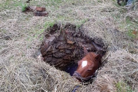 Gard Les Sapeurs Pompiers Sauvent Un Cheval Tomb Dans Un Puits