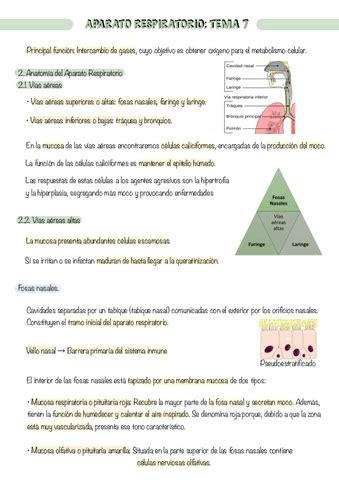 Tema 7 Aparato Respiratorio Fisiopatologia Pdf