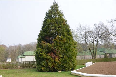 Commemorative Tree French National Cemetery In Metz Metz