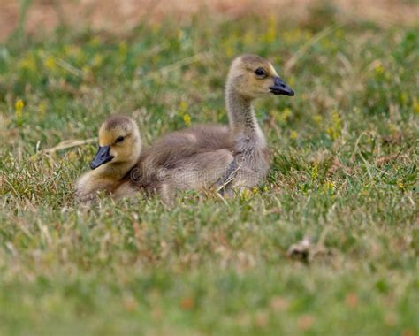 Baby Canadian Geese Chicks stock image. Image of small - 170970607