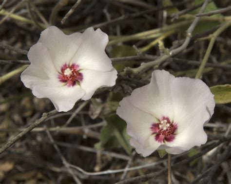 Sonoran Desert Plants Hibiscus Denudatus Bentham Rock Hibiscus