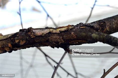 31 Spotted Lanternfly Eggs Stock Photos, High-Res Pictures, and Images ...