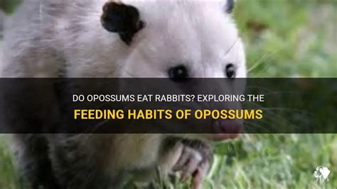 Do Opossums Eat Rabbits? Exploring The Feeding Habits Of Opossums | PetShun