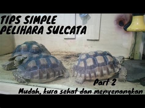 Cara Merawat Baby Sulcata Part Pelihara Kura Kura Darat Sulcata Youtube