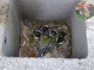 Nid Mesange Charbonniere Oisillons Fred L Apiculteur Exometeofraiture