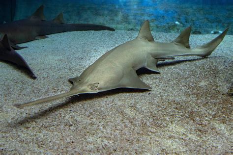 Emergency response launched to save endangered sawfish in Florida