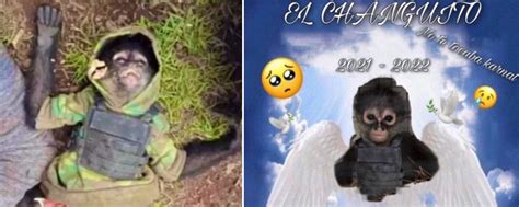 The Internet Memorializes Narco-Monkey Killed in Cartel Shootout - Wtf ...