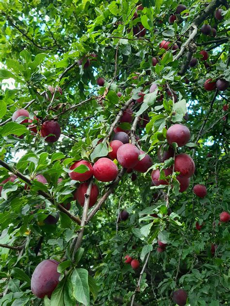 Алыча.Дерево. | Fruit