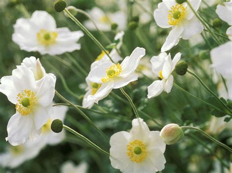 12 Best Plants for an English Garden