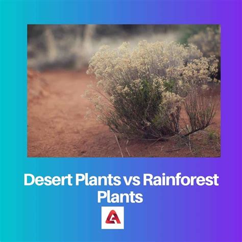 Desert Plants vs Rainforest Plants: Difference and Comparison