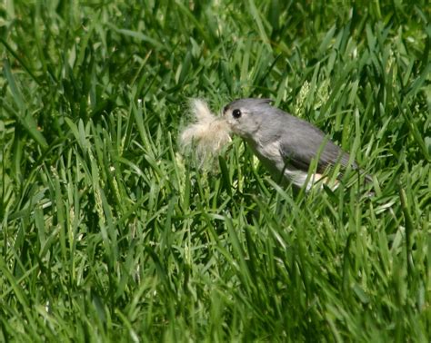 Tufted titmouse gathering nest material - FeederWatch