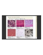 Histology Lab Homework 1 Pdf Chapter 4 Lab Homework IDENTIFY THE