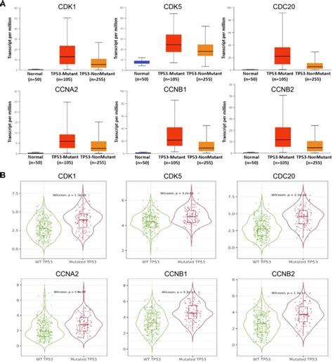 Expression Levels Of Cdk Cdk Cdc Ccna Ccnb And Ccnb In Hcc