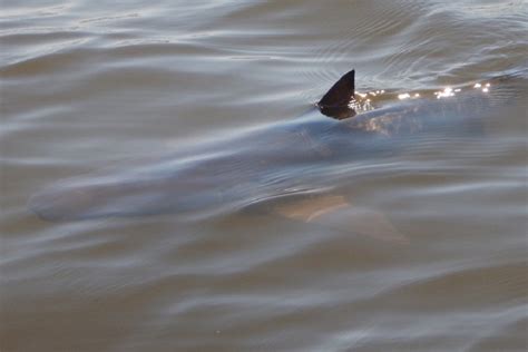 FAU | Harmful Algal Toxins Found in Bull Sharks in the Indian River Lagoon