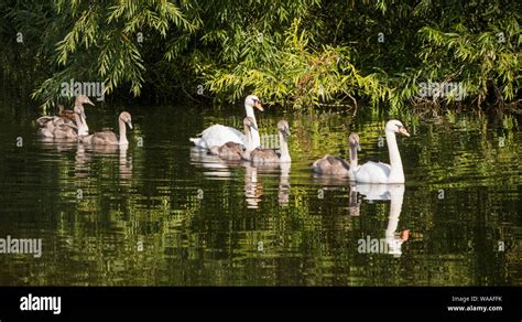 Adult Mute Swans Cygnus Olor With Cygnets On A British River Britain