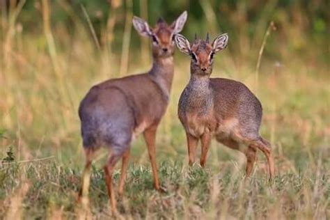 The Silver Dik-Dik: Conservation and Protection - My Animals