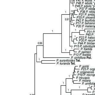 Bayesian Phylogenetic Tree Based On Its Sequences Accessions Preceded