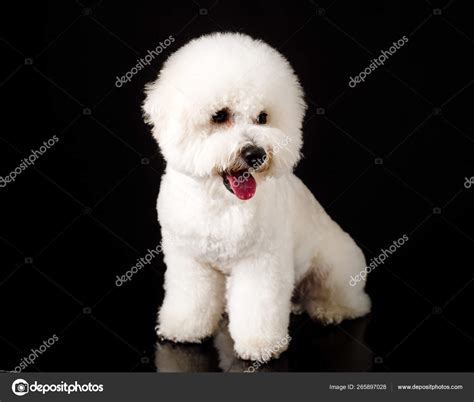 Black Bichon Poo